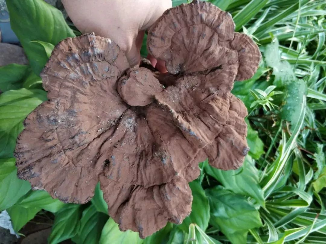 本草纲目里的灵芝,本草纲目中对灵芝的描述