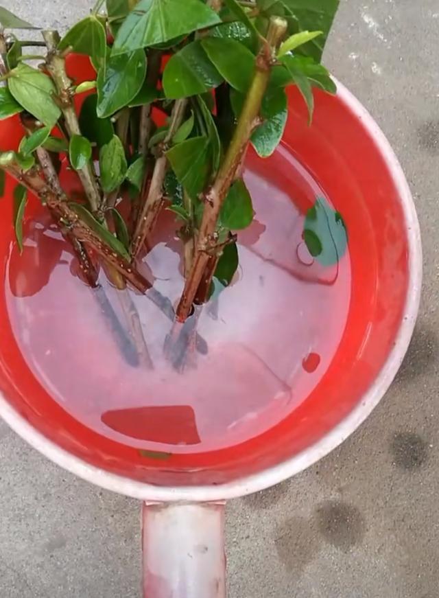 没有生根剂月季怎么扦插生根快,扦插玫瑰花没用生根剂可以生根吗