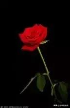 5201314，送你999玫瑰花，祝你爱情甜甜蜜蜜