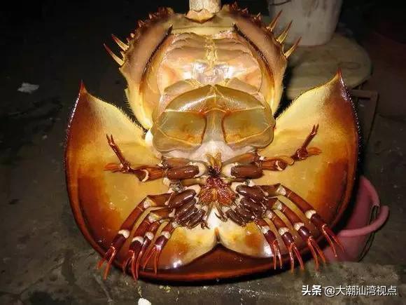 作为潮汕人，这89种海鲜你都能对上号吗