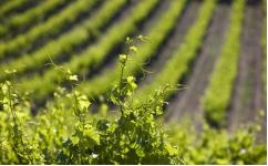 罗纳河谷陈年葡萄酒,全球销量第一的罗纳河谷葡萄酒