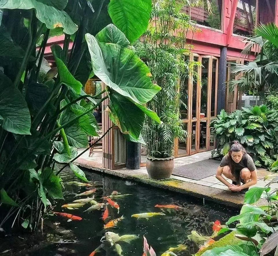 养锦鲤水变绿对鱼有影响吗,锦鲤鱼池水变绿如何处理