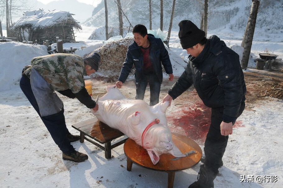 回忆年味东北杀猪菜图片,杀猪菜东北农村年味