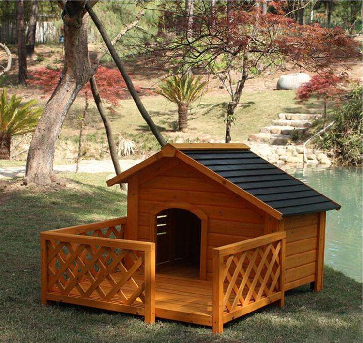 养狗新手入门必备知识,养狗知识大百科入门篇