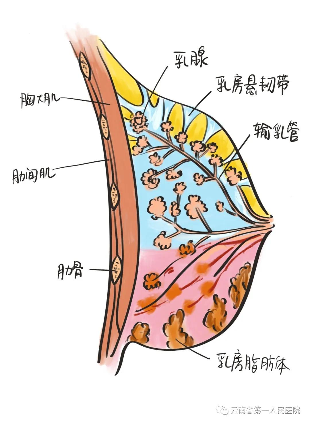 出现这五种情况当心乳腺癌,6大表现警惕乳腺癌