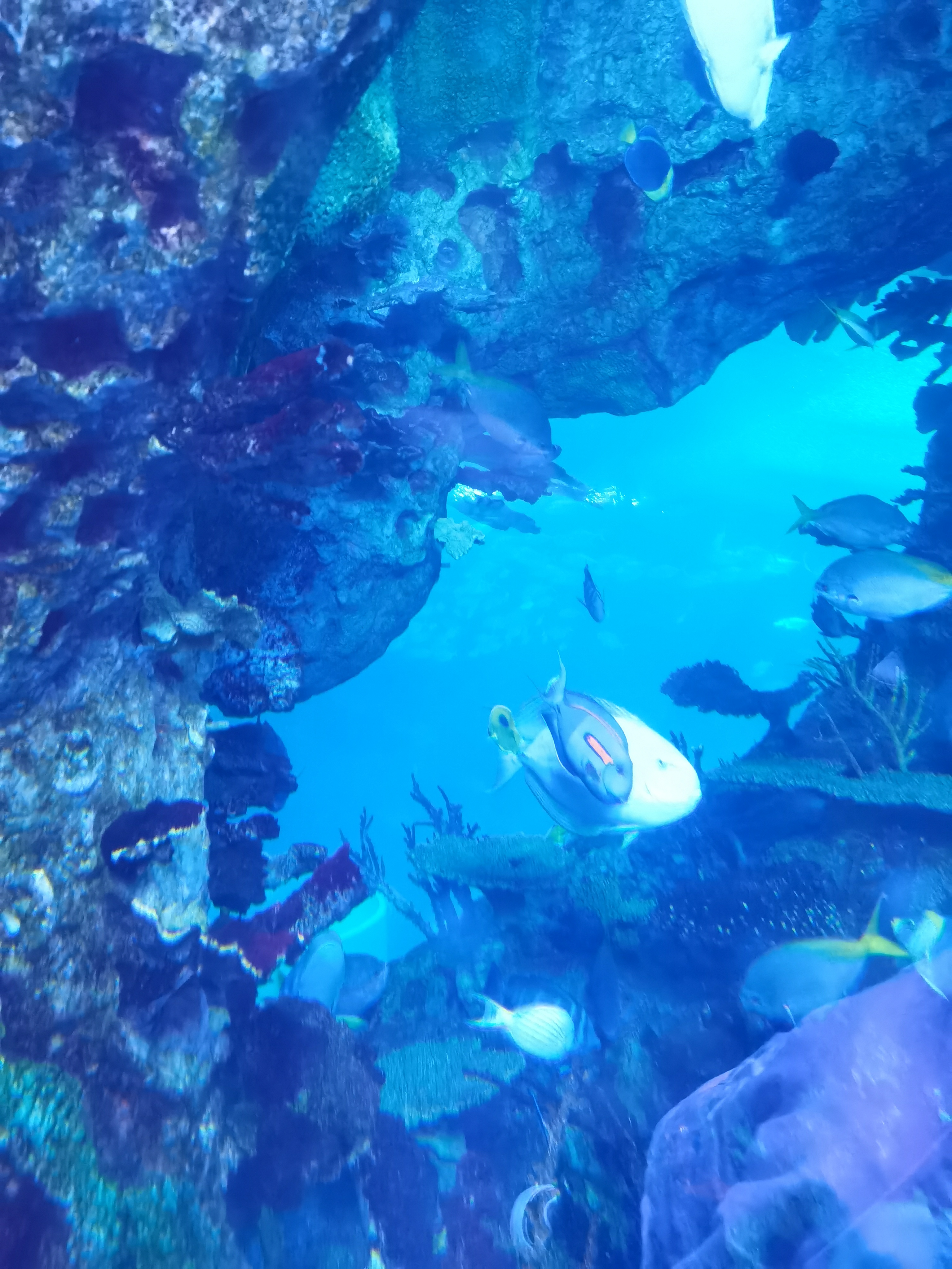 珠海长隆海洋王国旅游说说,珠海长隆海洋王国踩雷项目