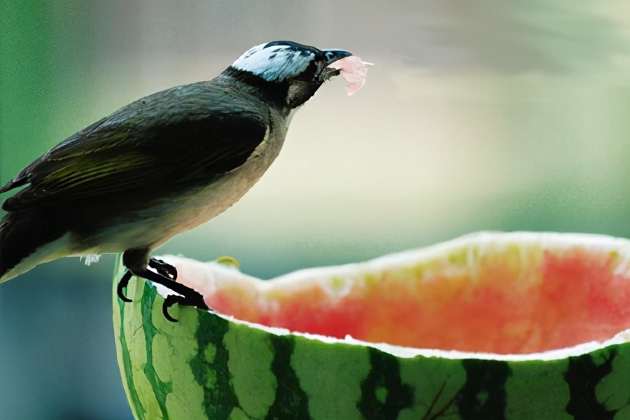 宁夏石头缝里种西瓜,宁夏农民石头地上种植西瓜的原因