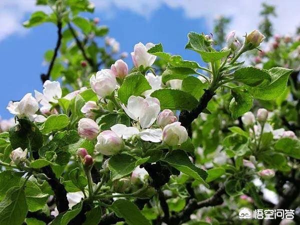 硫磺酸度不合格原因,硫磺纯度怎么测试