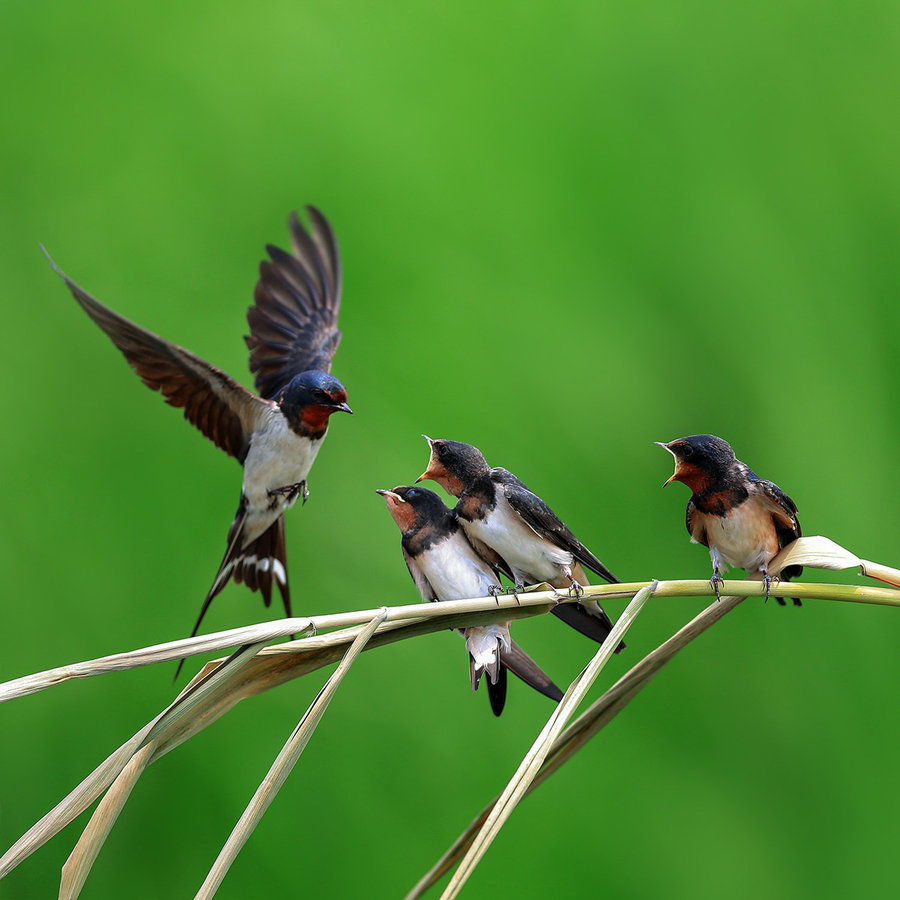 家燕鸟是几级保护动物,家燕是最聪明的鸟类吗