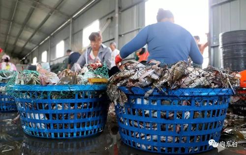 吕四海鲜最正宗的做法,吕四海鲜购买教程