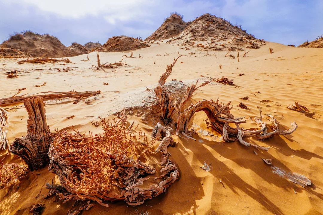 尼雅五星东方口碑,尼雅五星东方赤霞珠干红葡萄酒