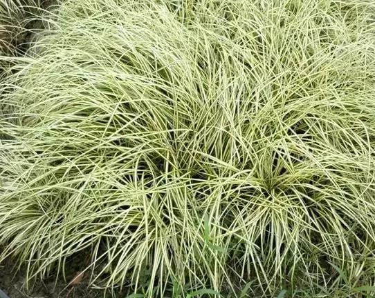 好看又好打理的庭院植物,适合小花园的景观植物