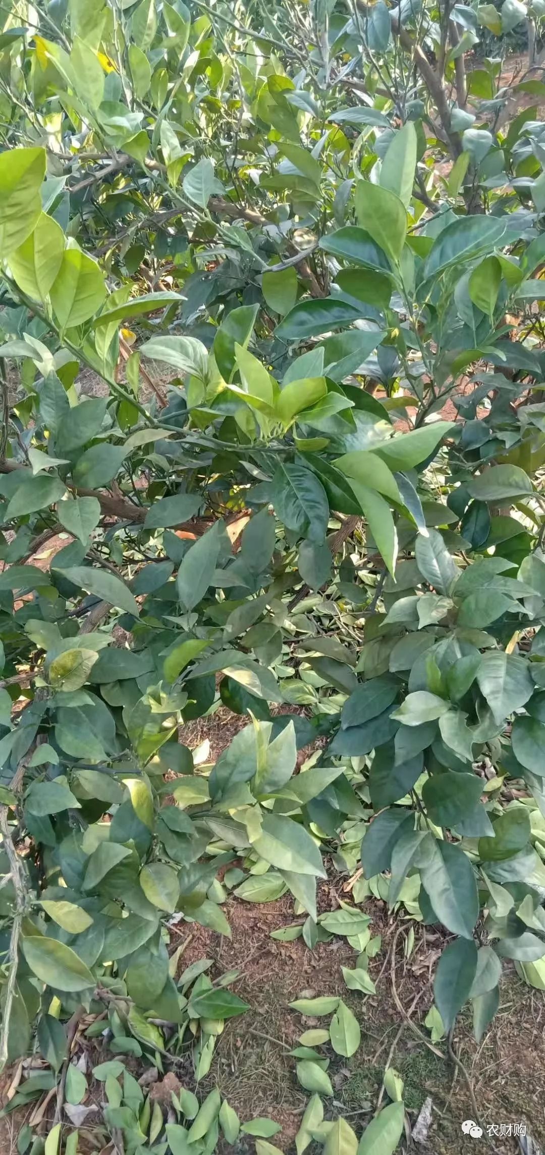 柑橘爱媛用什么肥能提早上市,脐橙爱媛