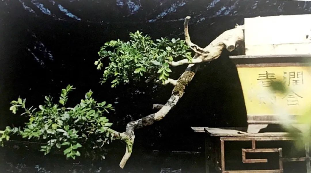 悬崖式老桩盆景,悬崖式盆景造型详解