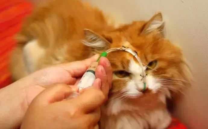 养犬疾病治疗知识,犬猫胰腺炎继发dic治疗方案