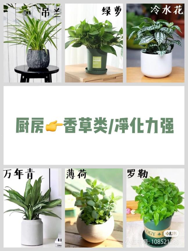 极简风格绿植店铺推荐 (室内店铺适合养的植物有香味)