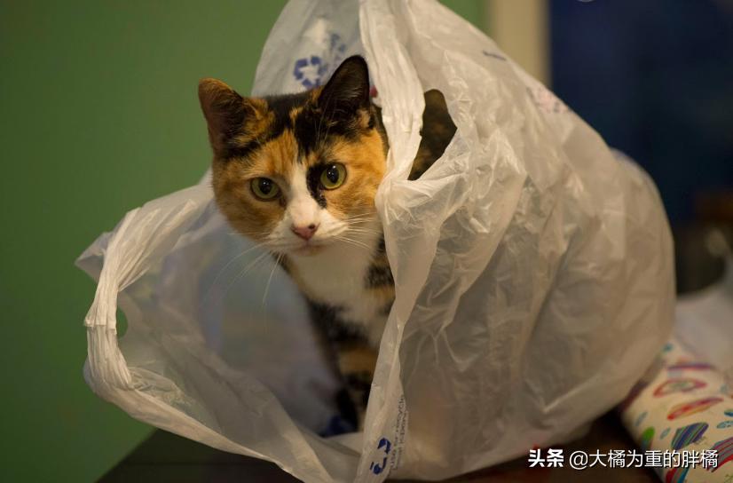 猫咪为什么喜欢咬纸箱吃,猫咪为什么爱咬塑料袋咬完就吐