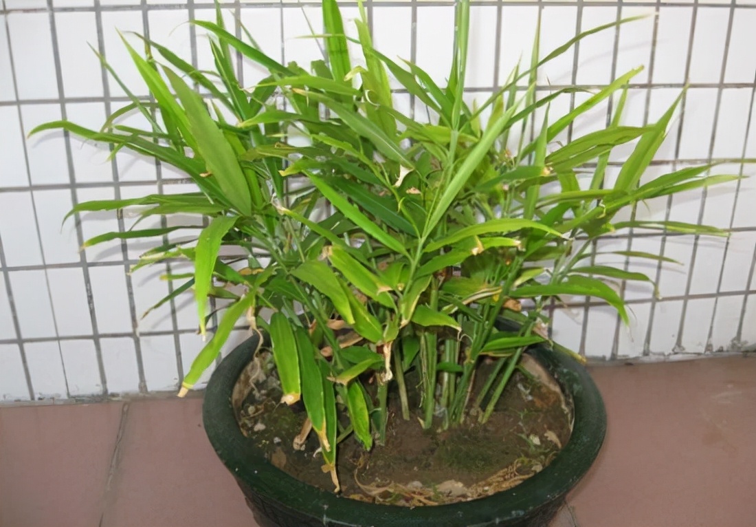 一分钟学会盆栽生姜,生姜生长快的方法