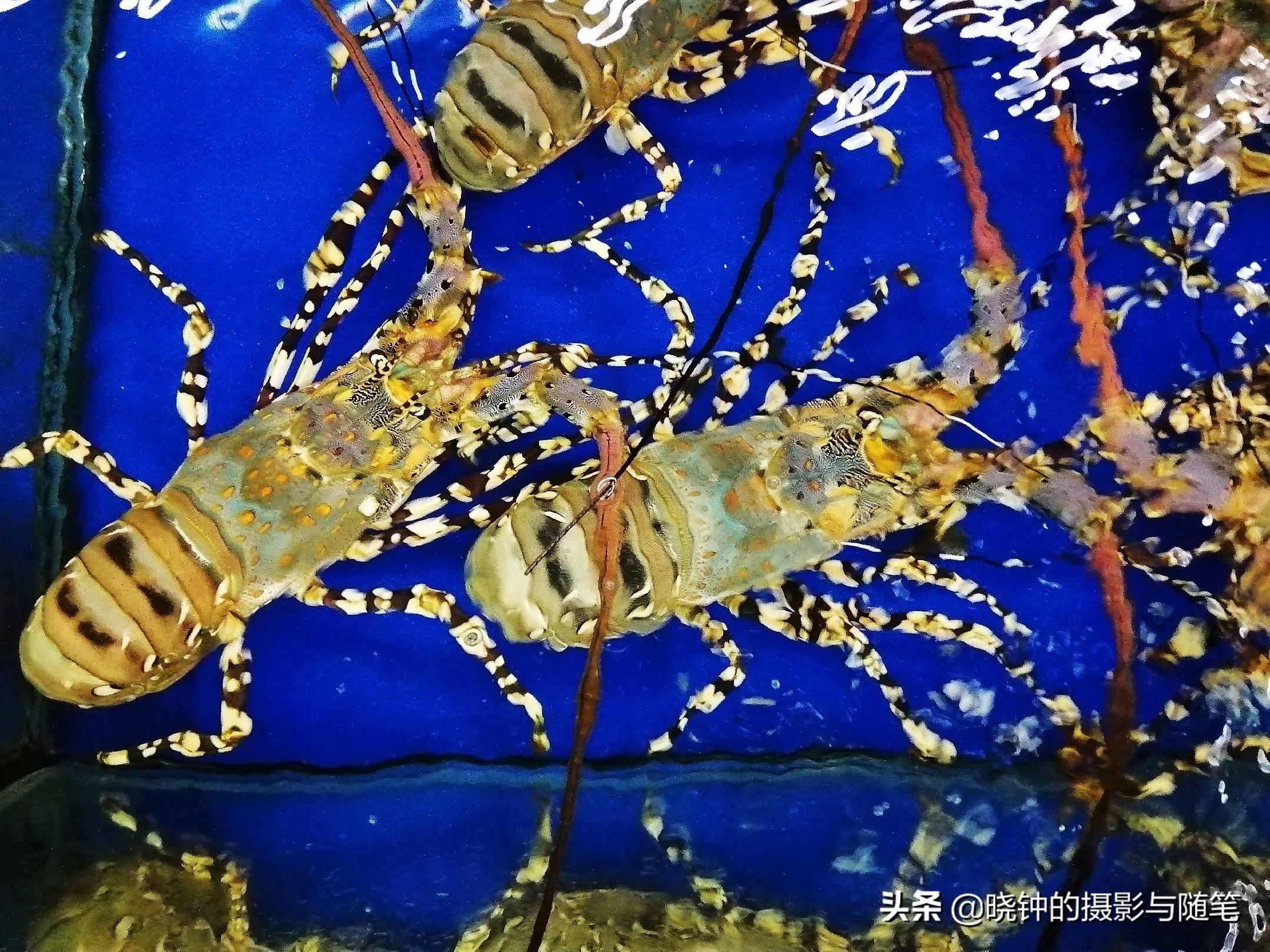 岘港哪里海鲜又便宜又好吃,去越南的海鲜哪个好