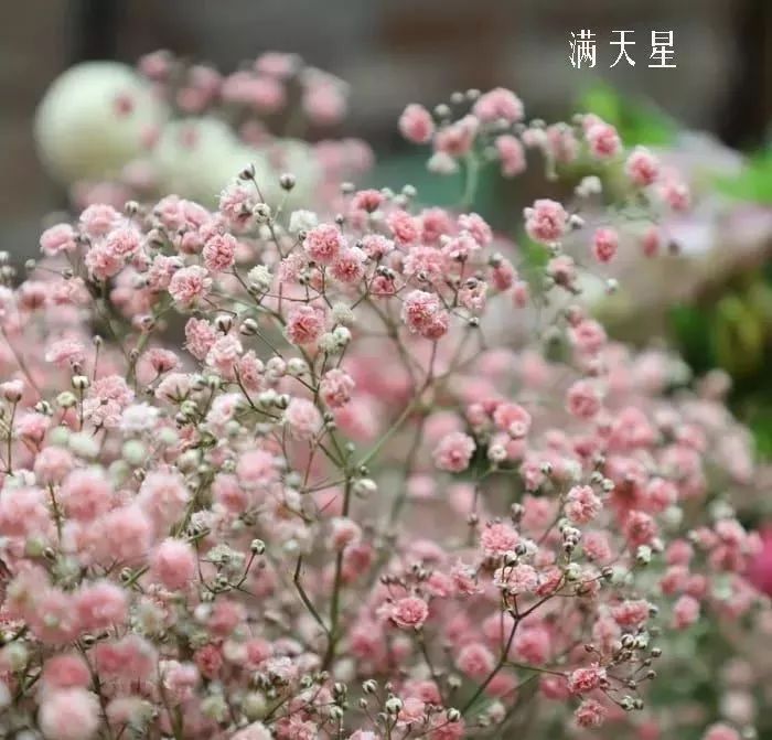 鲜花店常见花材品种大全,花店里同款的两种不同价格的花材