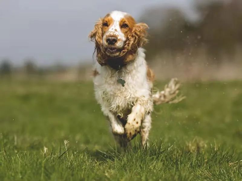 遛狗拉不住怎么办?遛狗时如何避免狗遛人和撒手没?