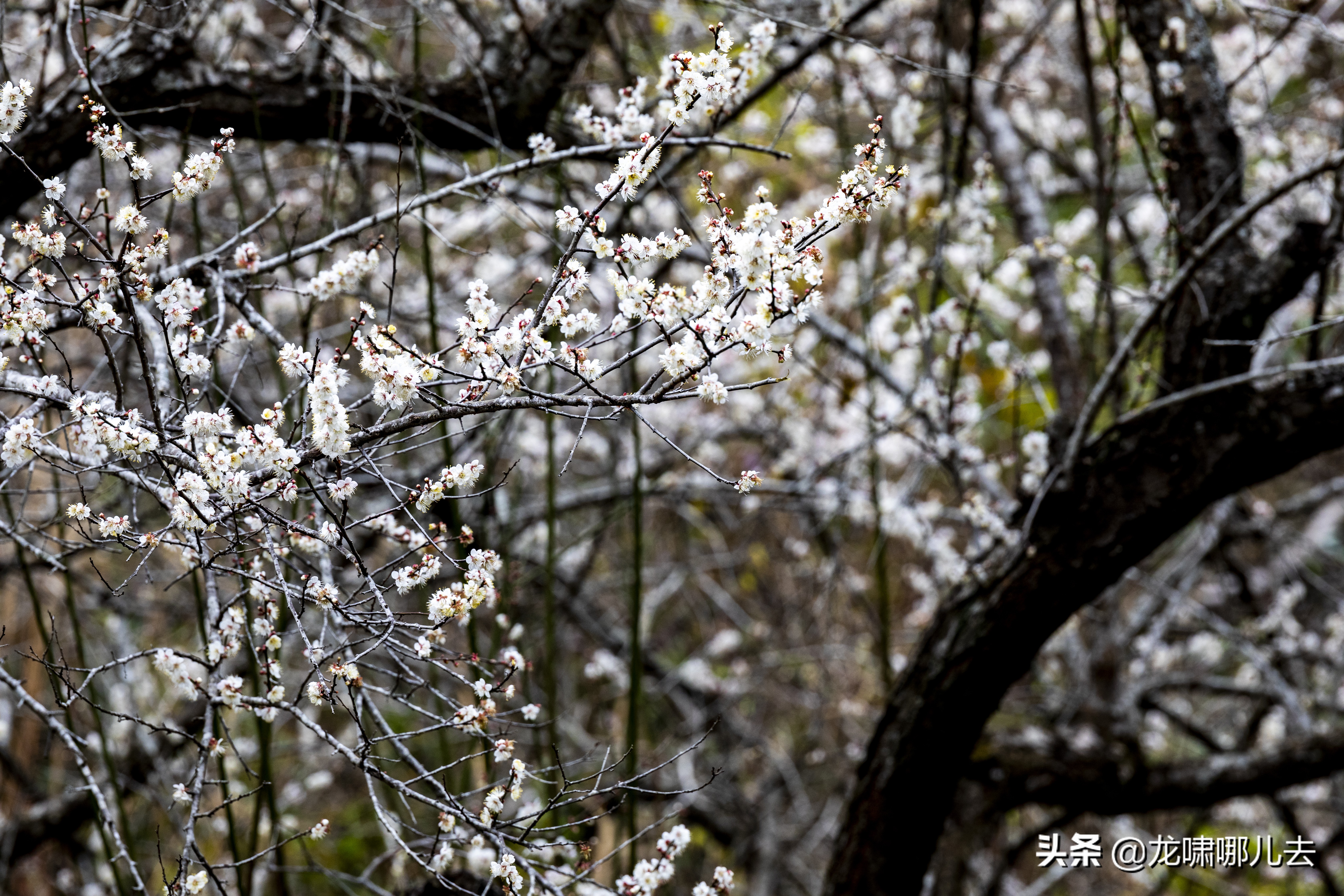 梁化梅园梅花观赏最佳时间,惠州梁化梅园看梅花时间