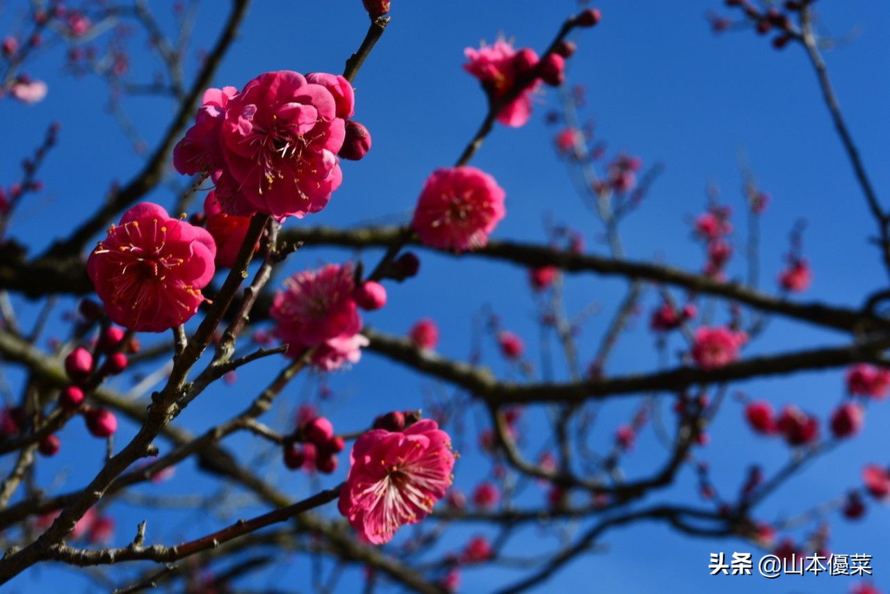 不先一步感受春天的到来吗日本全国华丽的梅花名胜