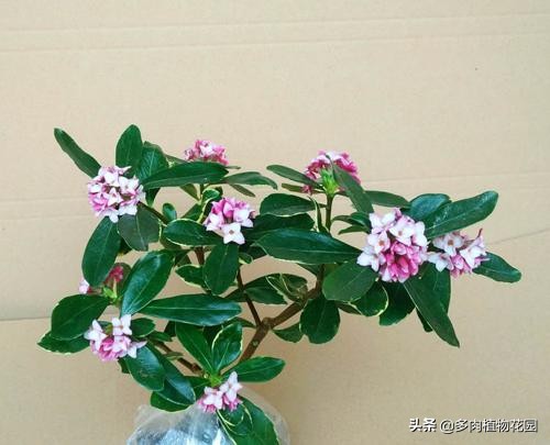 瑞香叶片卷曲什么原因,瑞香叶片有黄色斑点怎么办