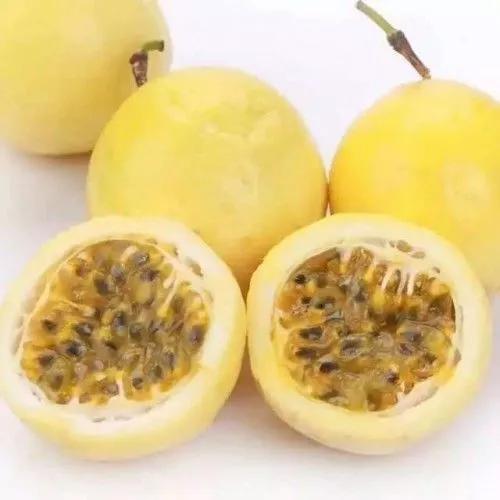 广西梧州最好的果园,梧州摘水果的地方