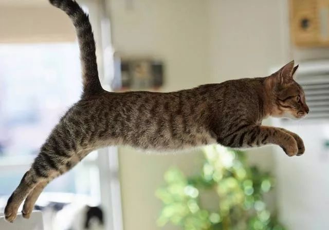 为什么中国没有自己的纯种猫,都有哪些纯种猫