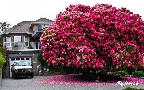美爆了的风景,美爆了的植物