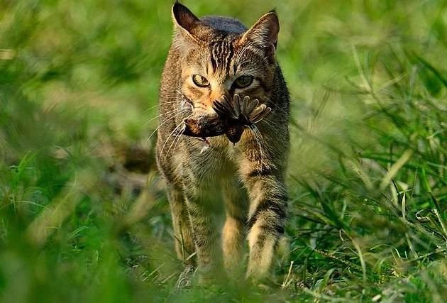 成年猫咪挑食不吃猫粮怎么纠正,猫咪挑食不吃猫粮怎么纠正呢