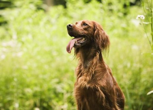 养犬也是一种责任,养犬带来的烦恼