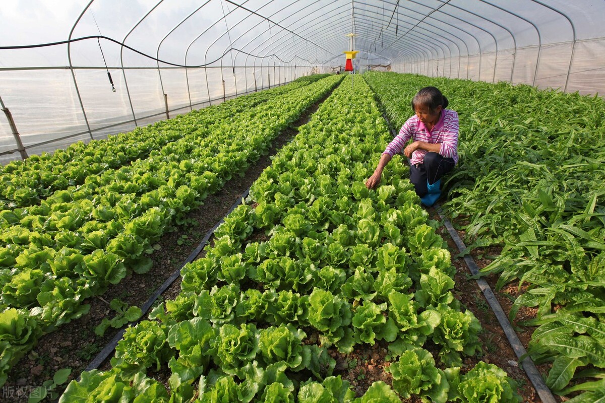 有机蔬菜比普通蔬菜贵多少,自己种的纯天然无公害的有机蔬菜