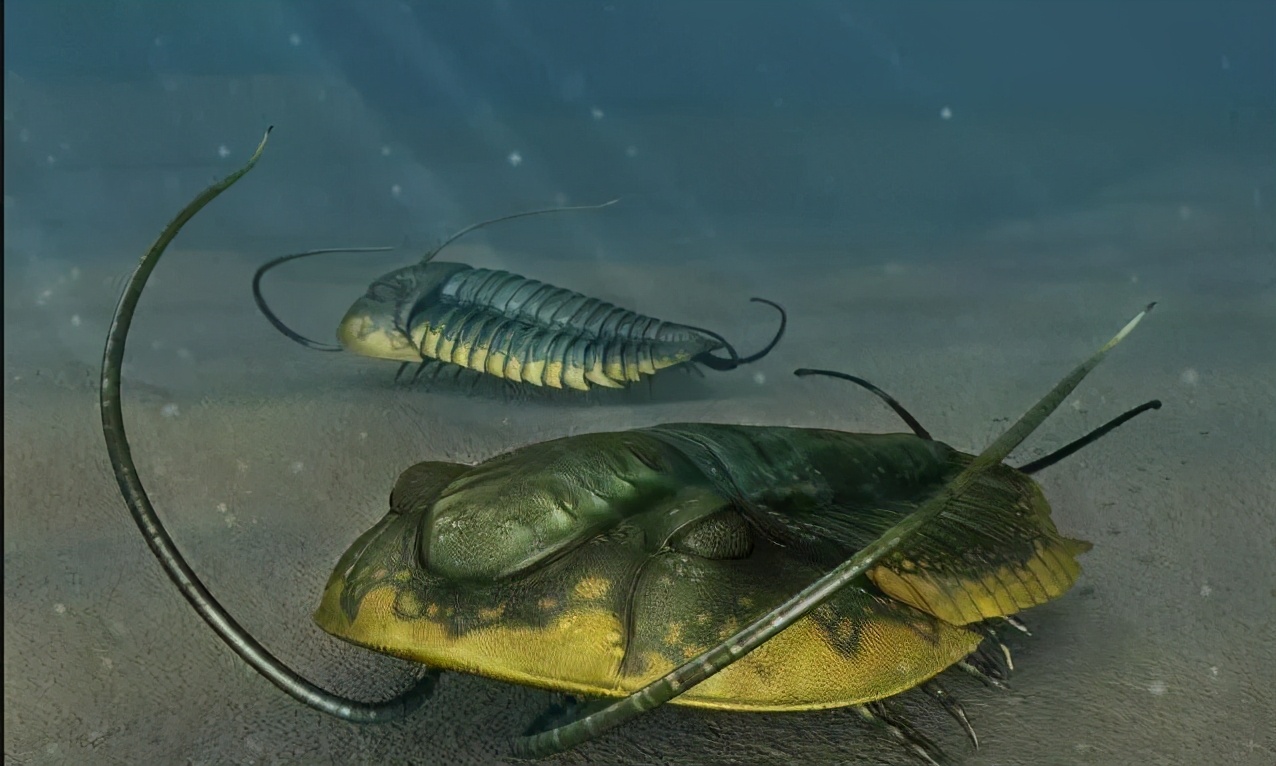 海洋生物的进化发展史,海洋生物演化过程