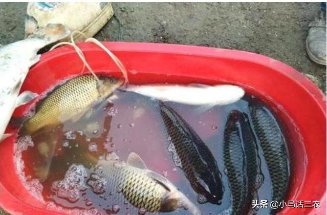 农村大集鲤鱼多少钱一斤,农村大集上的野生鲤鱼