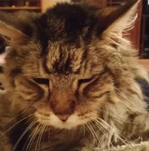 养猫党的十件事,新手养猫必须做的十件事