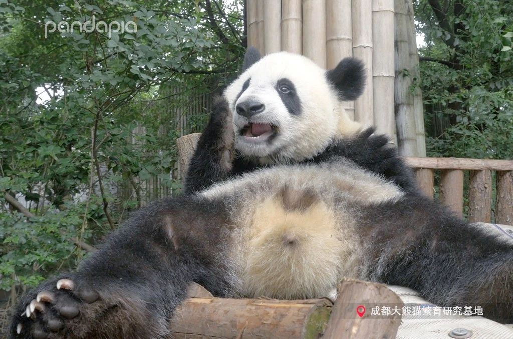 熊猫儿本人照片,熊猫儿图片