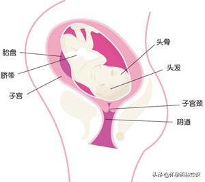 美丽孕妇肚子1-40周变化过程,妈妈怀孕身体变化