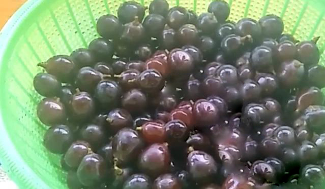 自制葡萄酒正确方法与详细步骤,自制野生葡萄酒的制作方法与步骤
