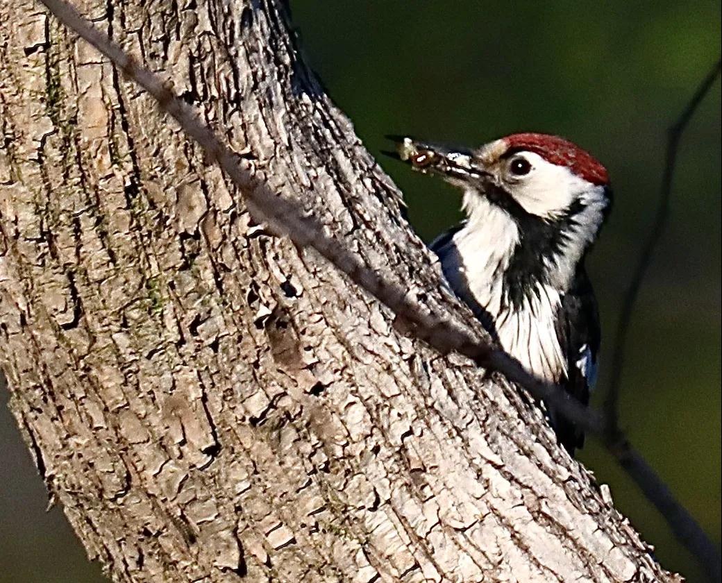 林业生态旅游科普,林草科普