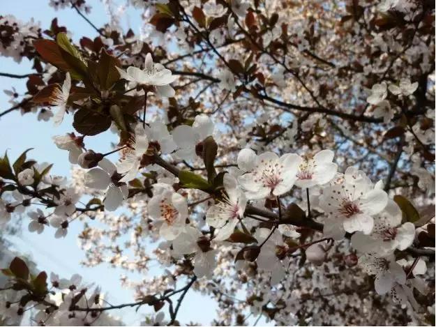 百花图谱大全100幅,工笔百花图谱100种