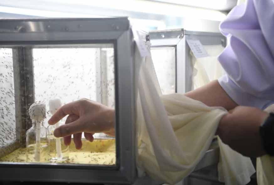 全球约80种疾病通过蚊子传播！有一群人专业养蚊子