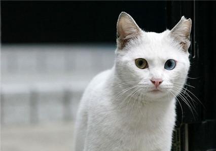 宠物整形手术背后的残忍你见过吗,宠物美容技术的手法有哪几种