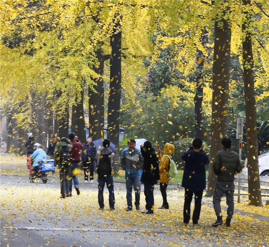 最美校园免费观看,最美校园银杏