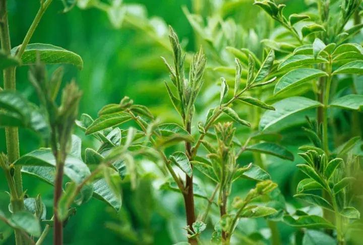 海参常见的六种吃法,海参焯水过烂了营养会流失吗