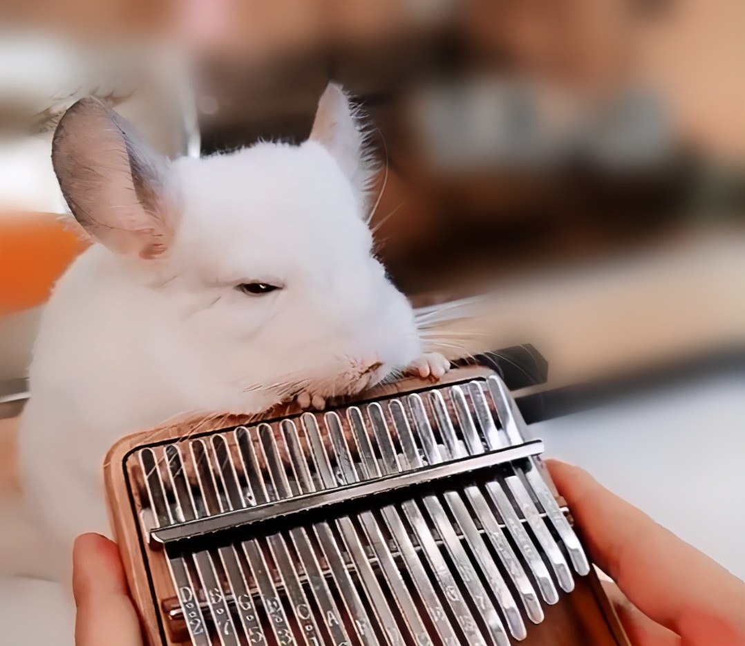 宫崎骏龙猫抱着小龙猫 (有一种可爱叫宫崎骏眼里的龙猫)