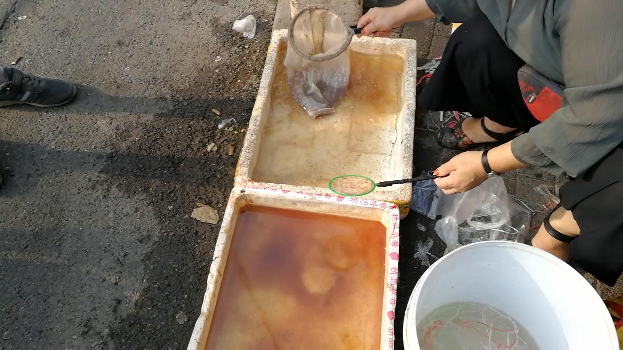 淡水水族馆观赏鱼市场,废弃花鸟市场捡漏观赏鱼