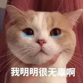 猫咪的尿道阻塞到底是什么？