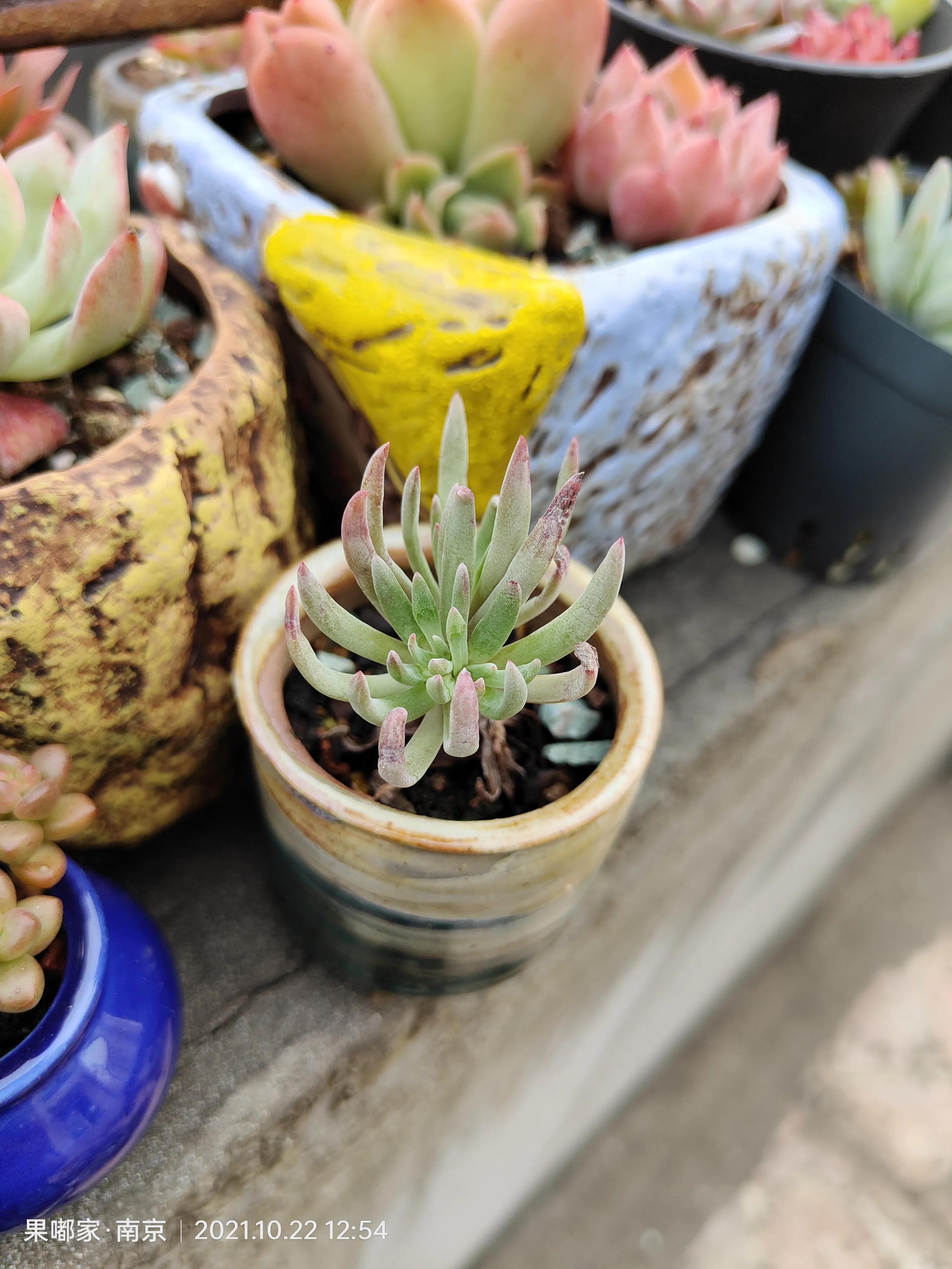 肉肉变美的季节到了,怎么把肉肉练精致